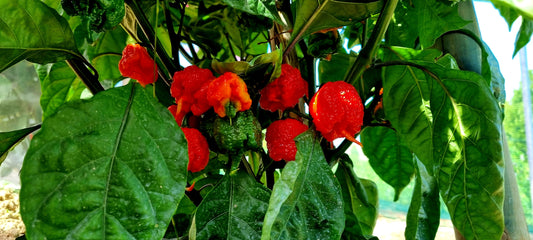 Carolina Reaper