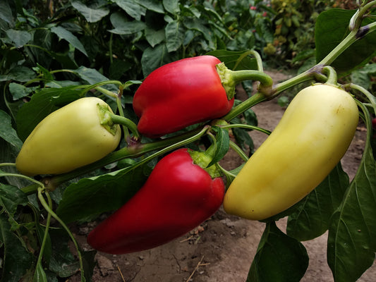 Capsicum Baccatum