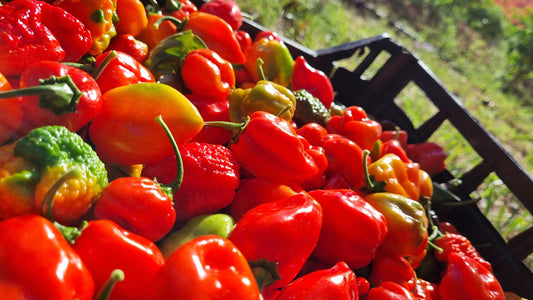 Habanero Red