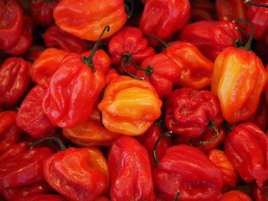 Capsicum chinense