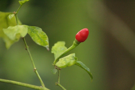Capsicum frutescens
