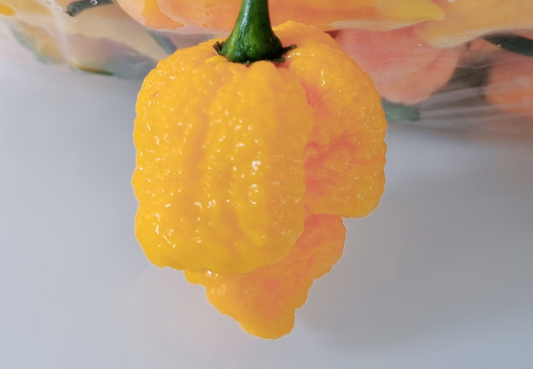 Trinidad Scorpion Moruga Yellow