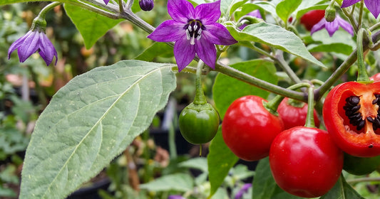 Capsicum Pubescens: Fiori viola e peperoncini