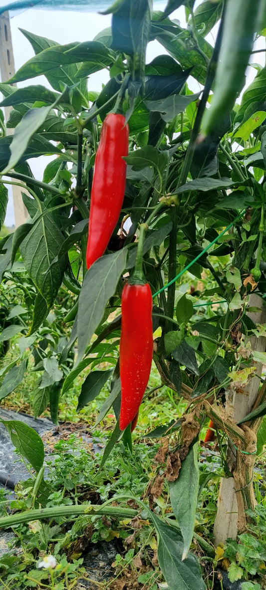 Peperoncino Fresco (Cayenna)