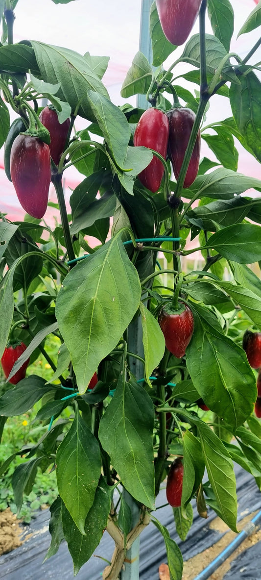 Peperoncino Fresco (Jalapeno)