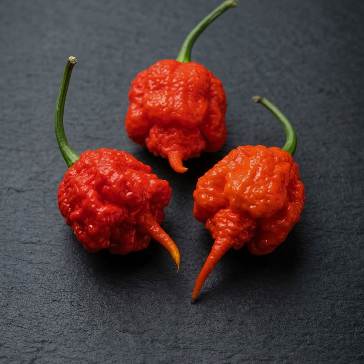 Peperoncino Carolina Reaper